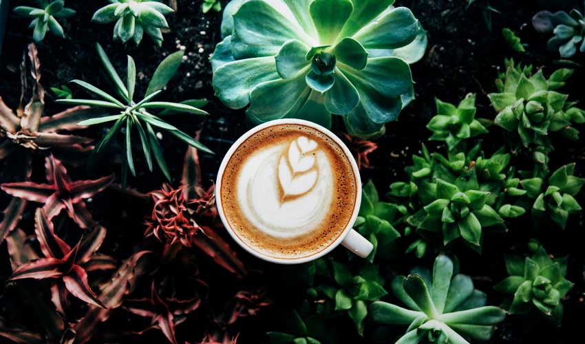 alkaline water makes my coffee taste better alkaline water makes my coffee taste better