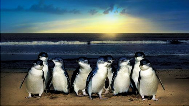 phillip_island.jpg phillip_island.jpg