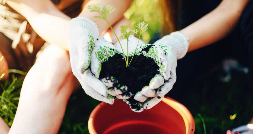 gardening gardening